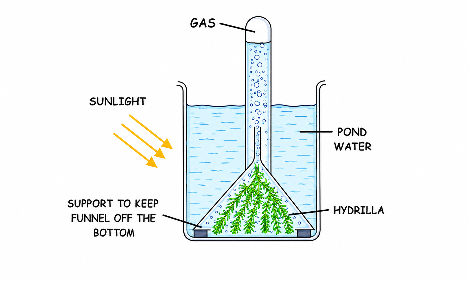 Fig 6.14: Experiment to show that oxygen is evolved during photosynthesis